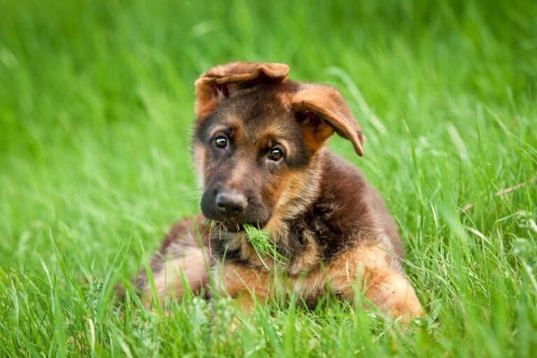 How Long Do German Shepherds Live? Average Lifespan & FAQ