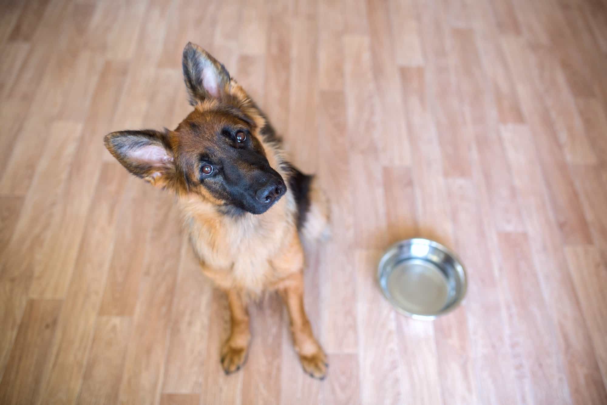 How Long Do German Shepherds Live? Average Lifespan & FAQ
