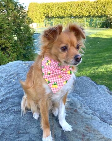 Golden Chi (Golden Retriever & Chihuahua Mix) Info, Pictures, FAQs & More