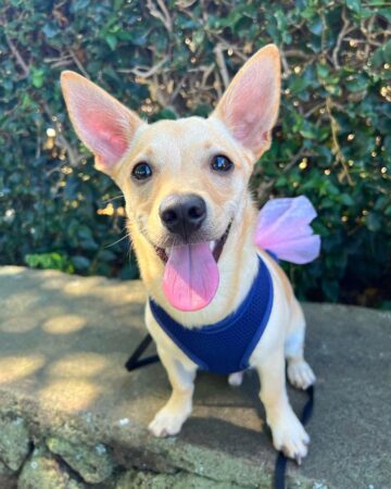 Golden Chi (Golden Retriever & Chihuahua Mix) Info, Pictures, FAQs & More