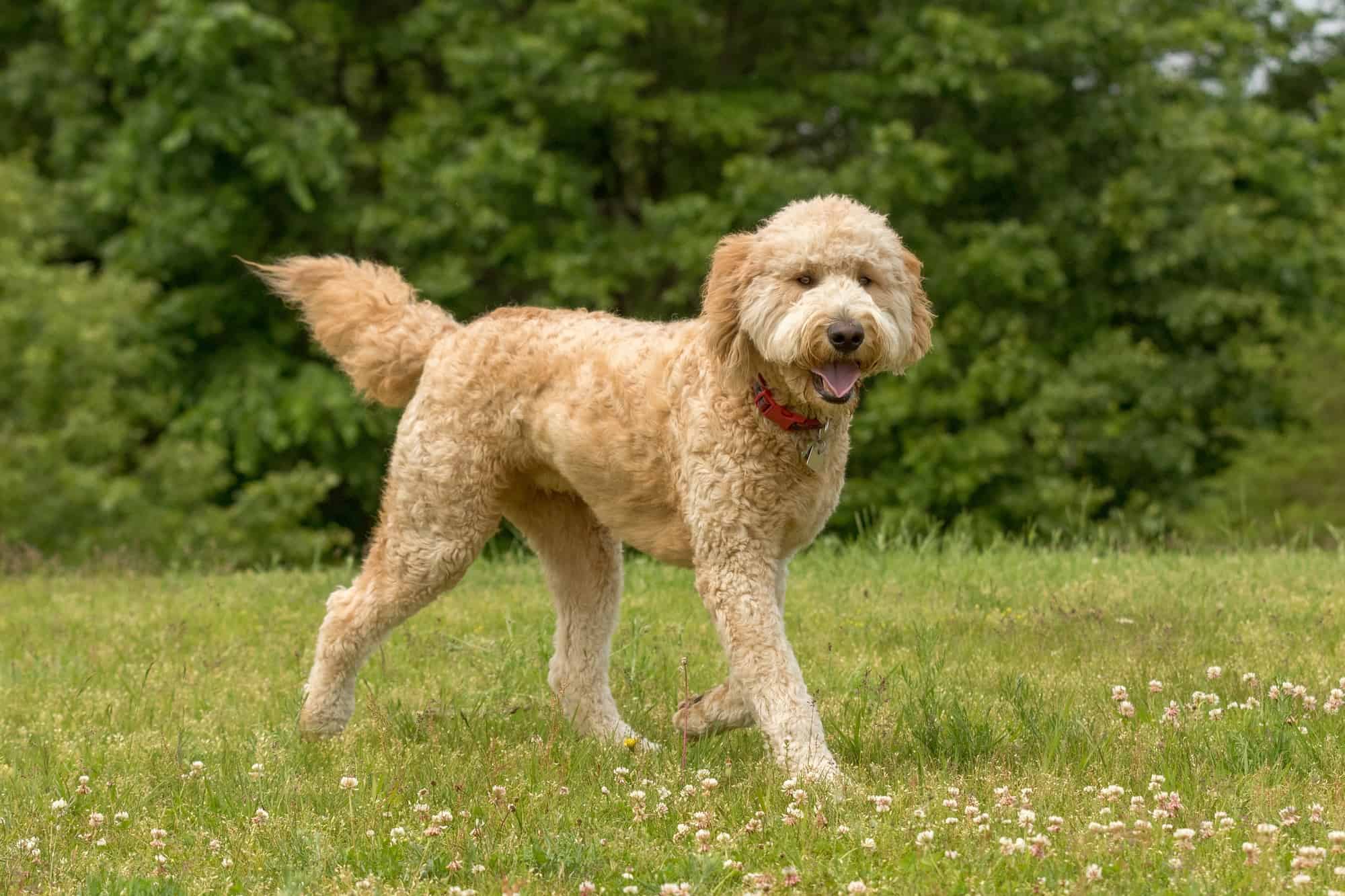 Goldendoodle Lifespan How Long Do Goldendoodles Live?