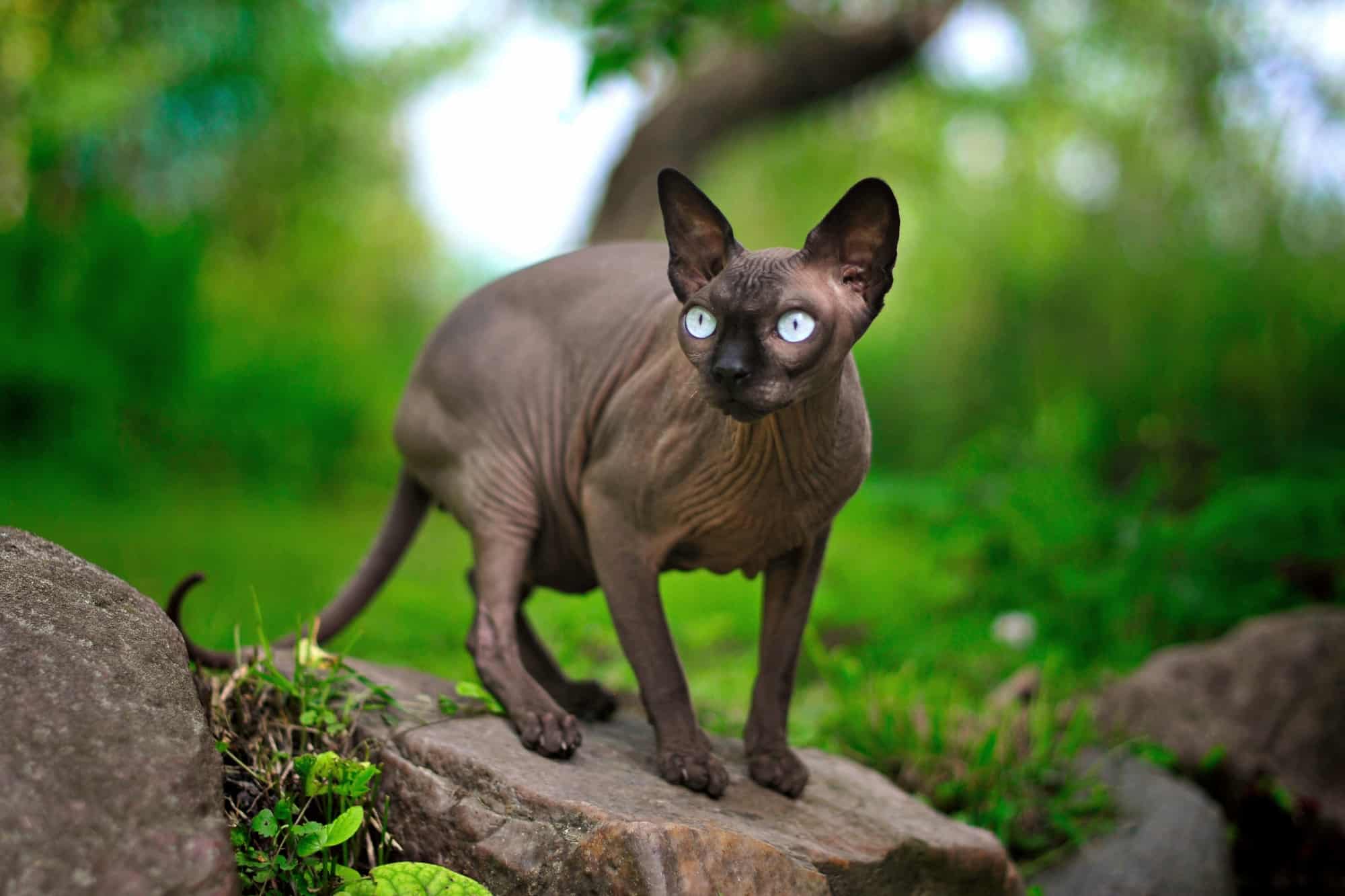 Grey Sphynx Cat Facts, & FAQs (With Pictures)