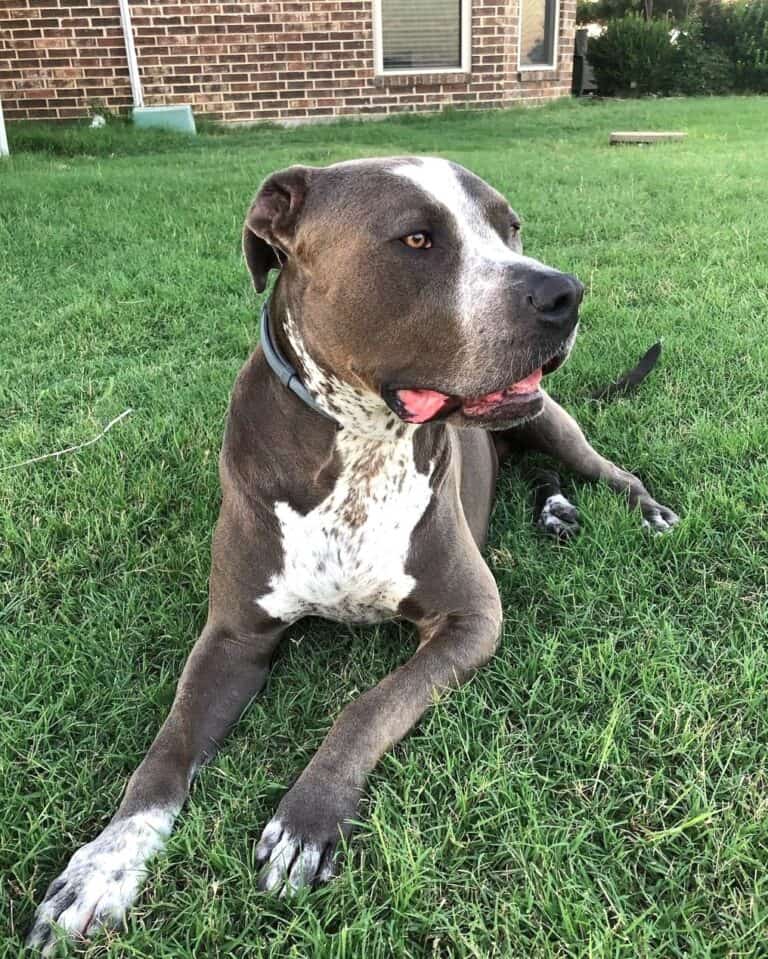 Great Danebull (Great Dane & Pitbull Mix) Info, Pictures, Facts, FAQs