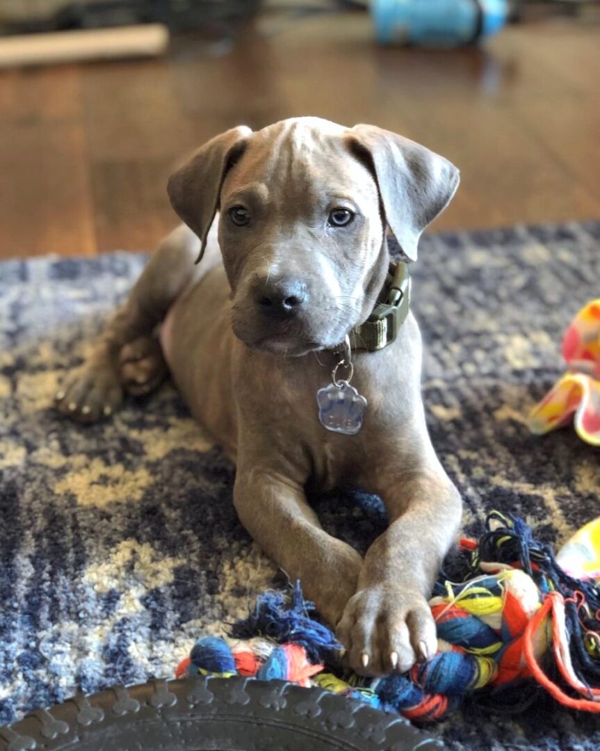 Great Danebull (Great Dane & Pitbull Mix) Info, Pictures, Facts, FAQs