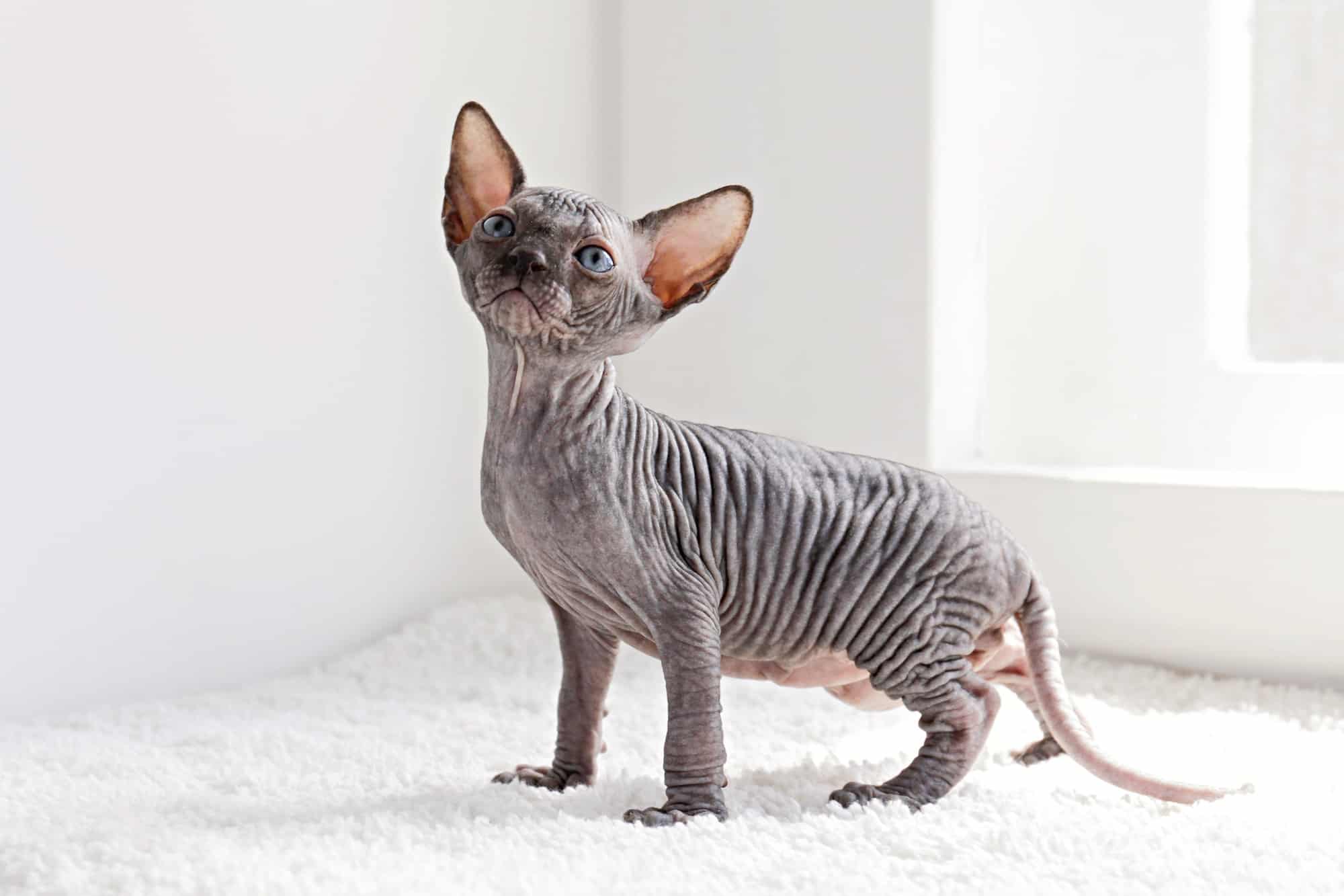 Grey Sphynx Cat Facts, & FAQs (With Pictures)