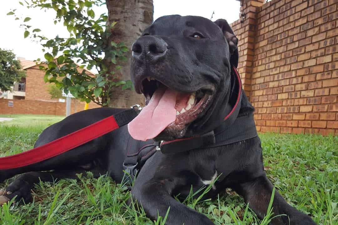 Happy Boerboel Pitbull mix lying on grass