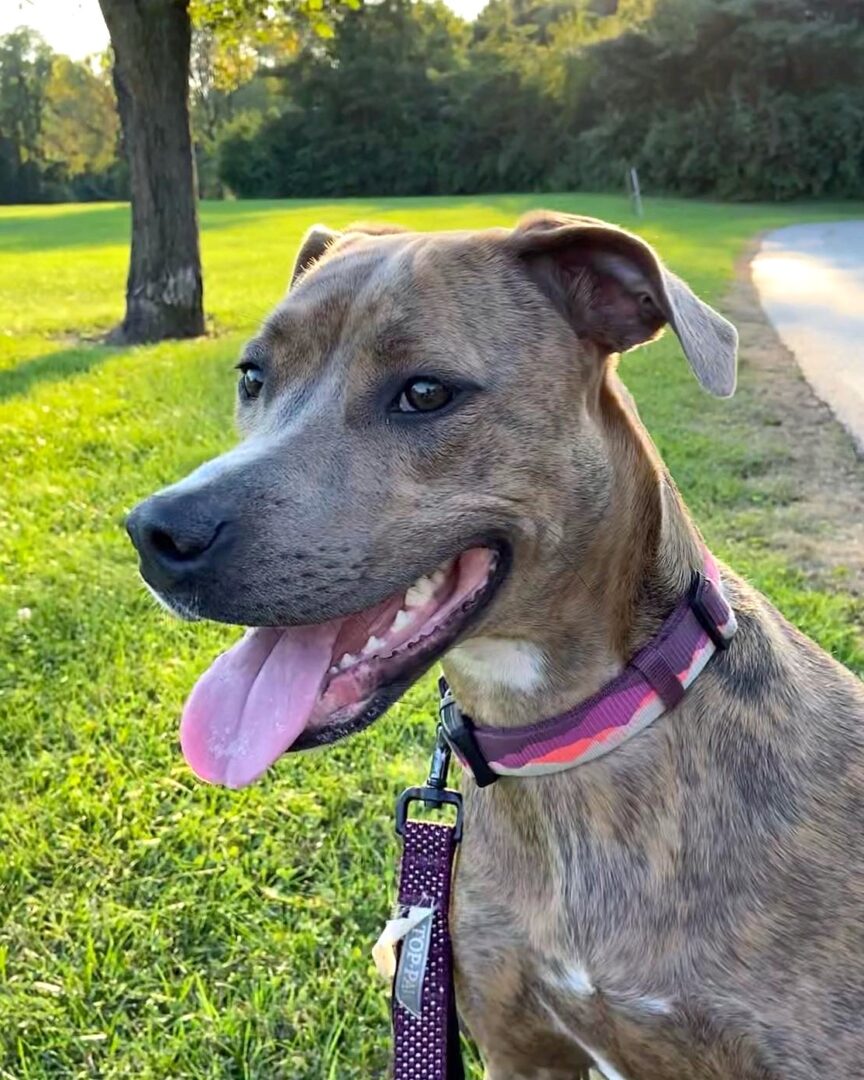 Pit Boxer Lab Mix Info, Pictures, Facts, FAQs & More