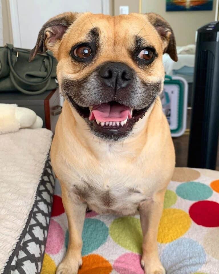 Pug Pit (Pitbull & Pug Mix) Info, Pictures, Facts, FAQs & More