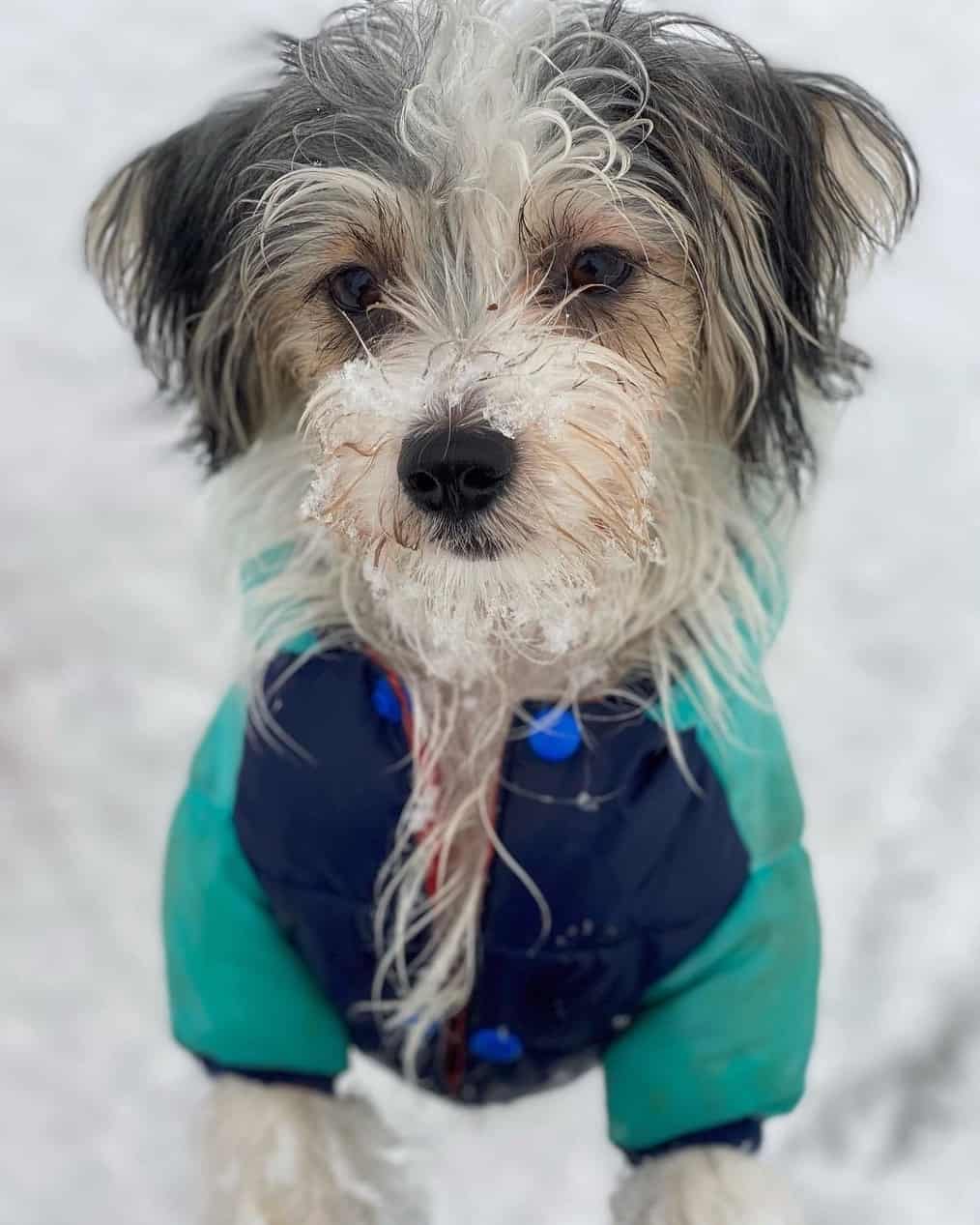 Jacktese (Jack Russell Terrier & Maltese Mix) Info, Pictures, Facts, FAQs & More
