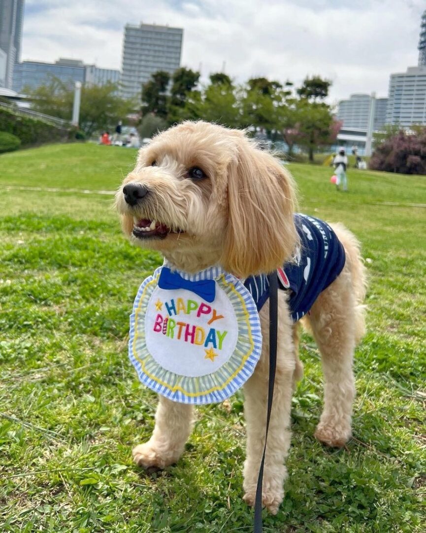 Spitzpoo (Spitz & Poodle Mix) Info, Pictures, Facts, FAQs & More