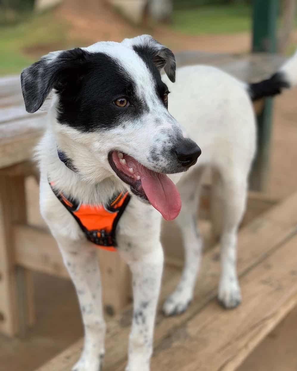 Australian Kelpie Border Collie Mix Info, Pictures, Facts, FAQs & More