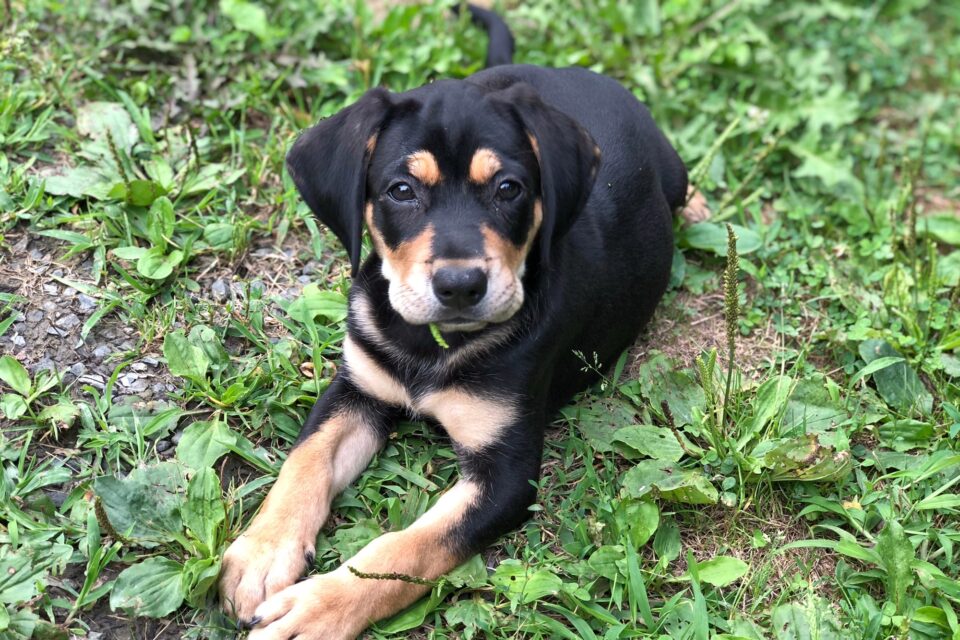 Labrabull or Bullador (Pitbull Lab Mix) Info, Pictures, Facts, FAQs & More