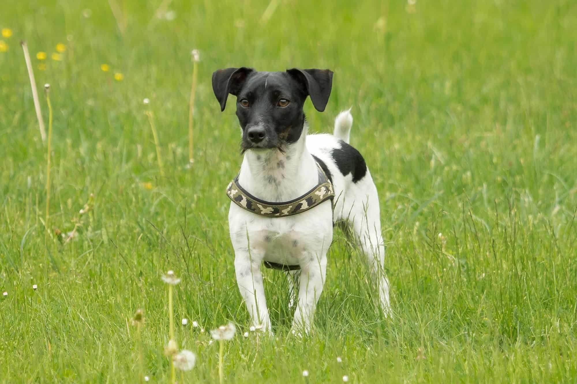 Black Jack Russell Terrier Facts, Pictures & More
