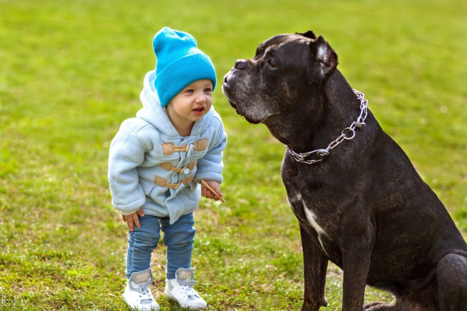 Are Cane Corsos Good With Kids? A Guide for Parents