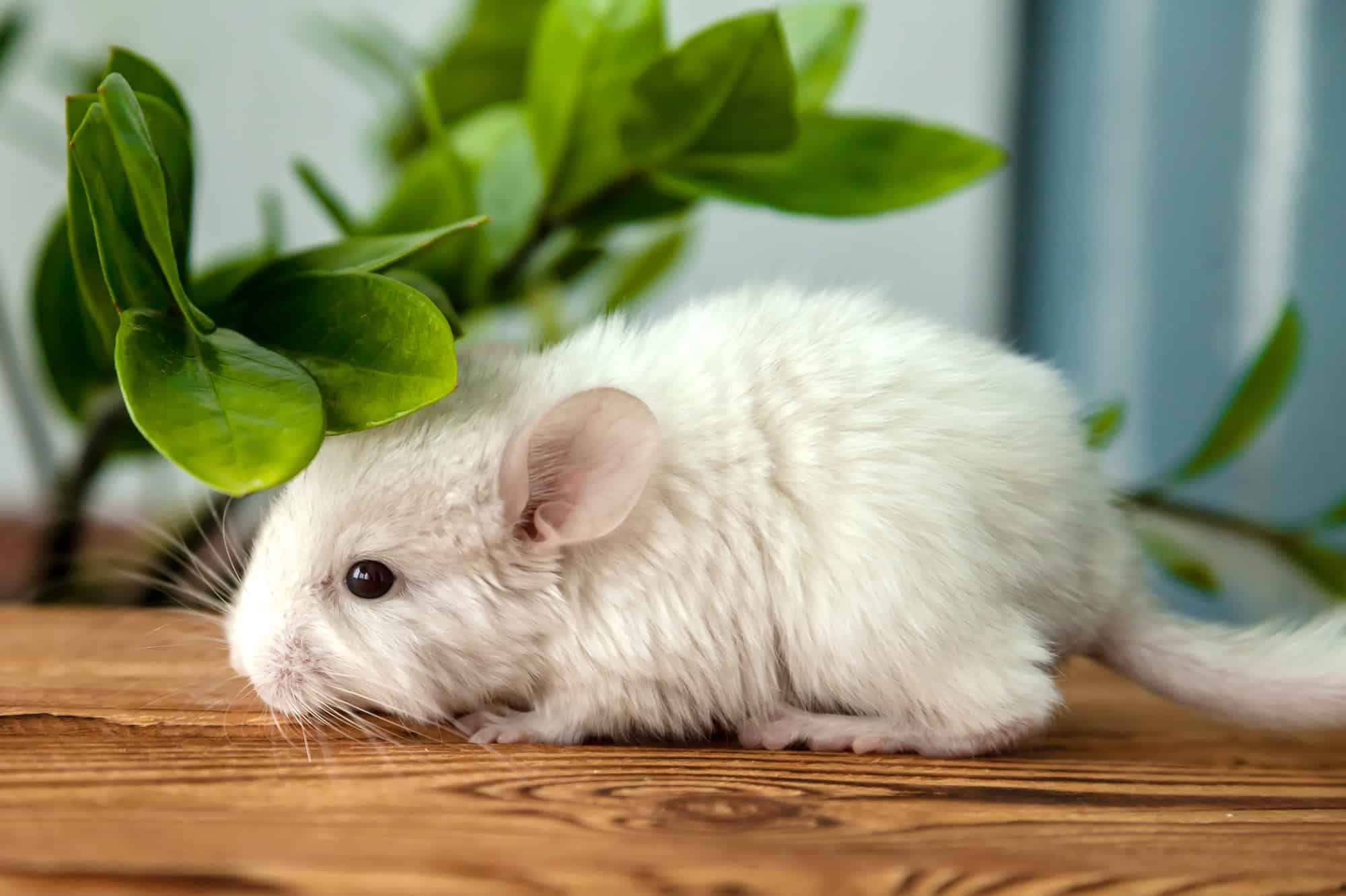 Chinchilla Lifespan: How Long Do Chinchillas Live?