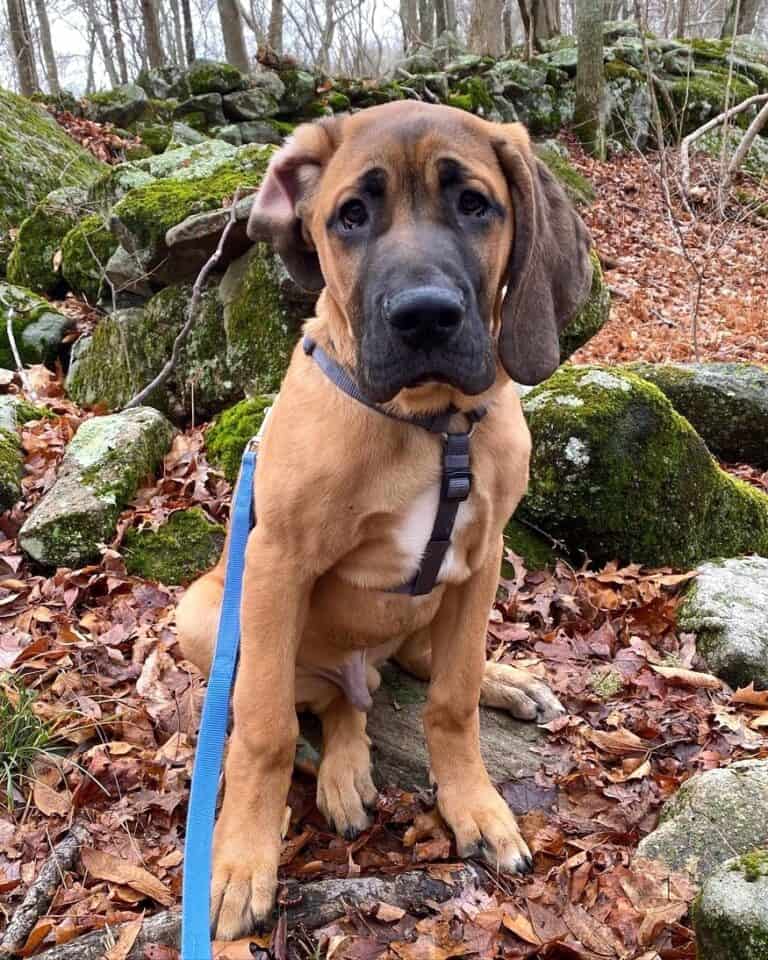 Saint Dane (Great Dane & Saint Bernard Mix) Info, Pictures, Facts, FAQs