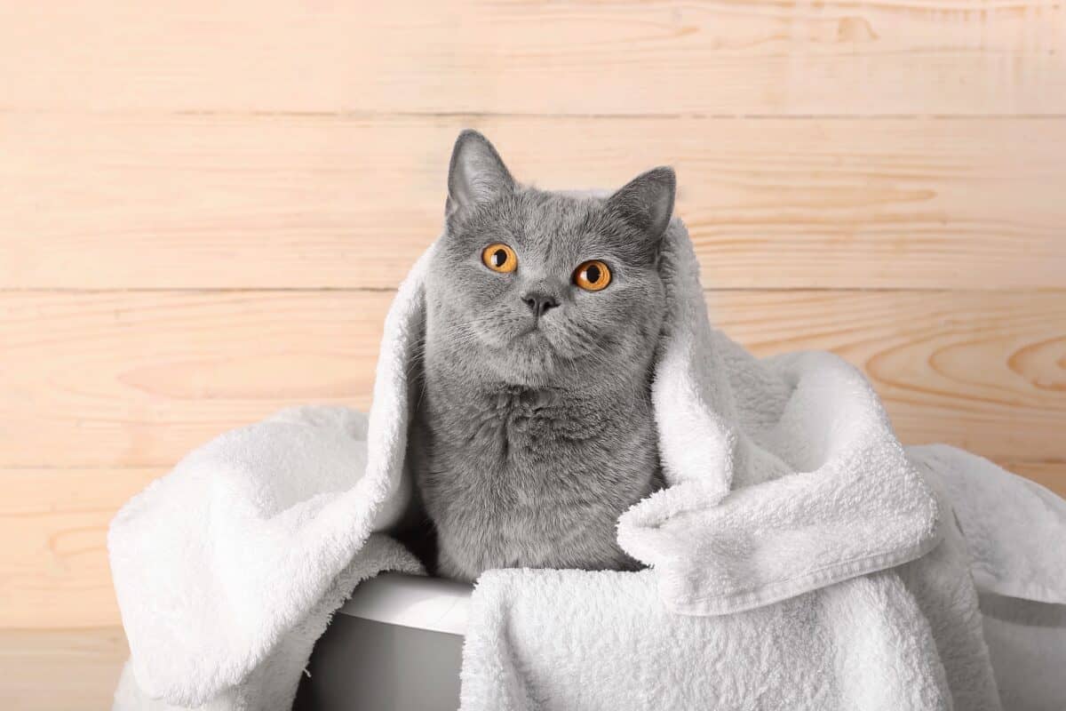 Maltese cat having a bath time