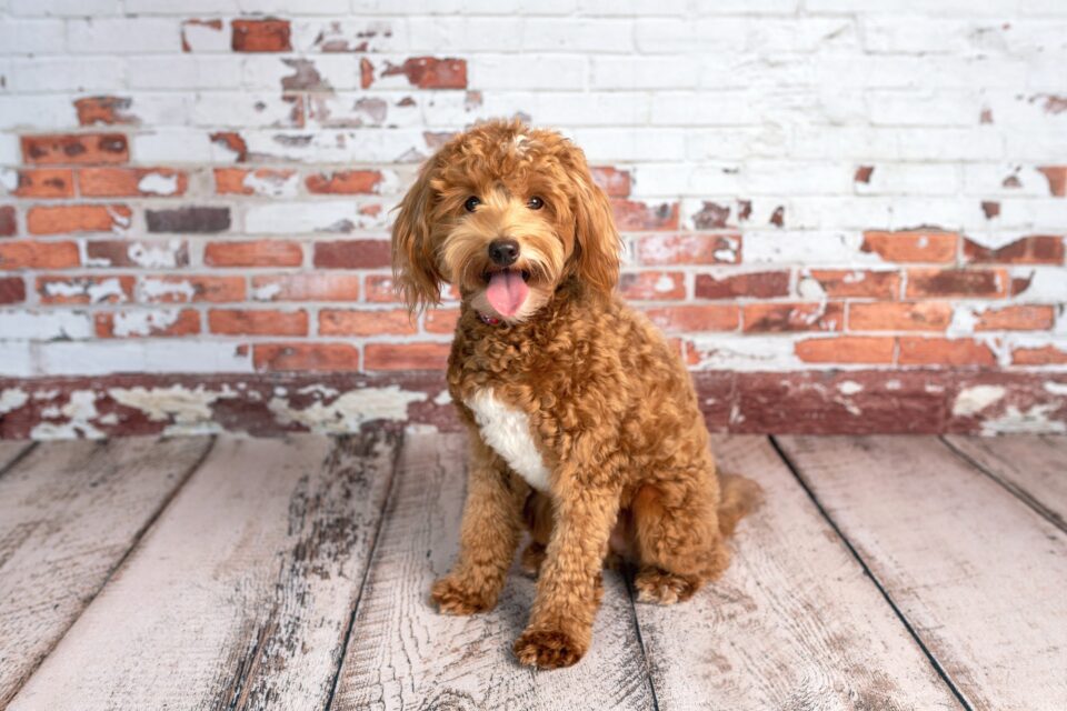 Goldendoodle Lifespan How Long Do Goldendoodles Live?