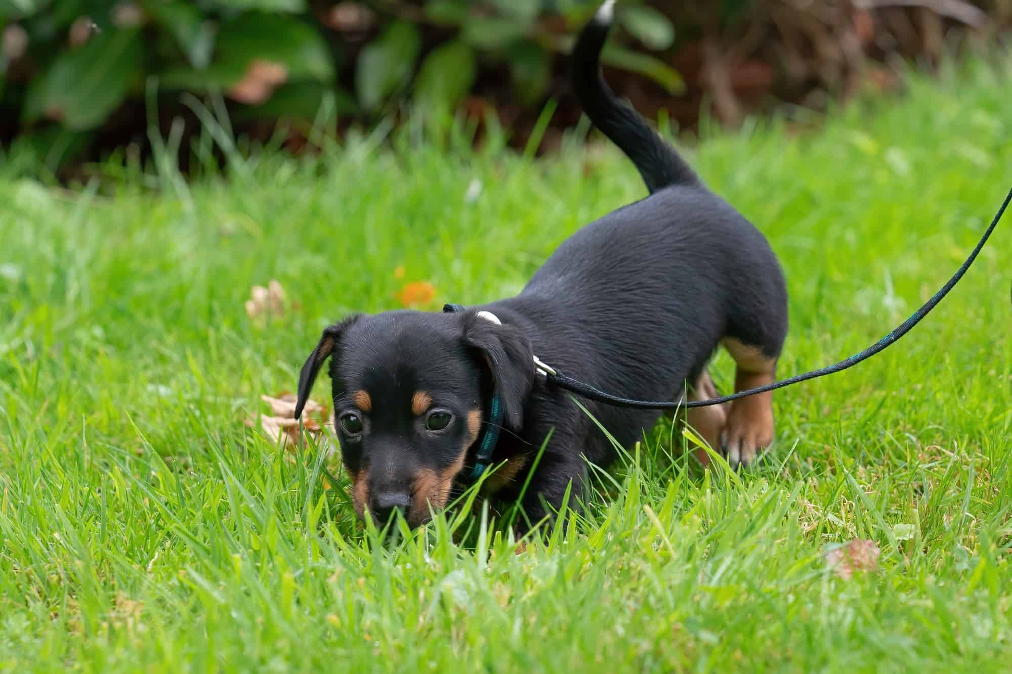 Black Jack Russell Terrier Facts, Pictures & More