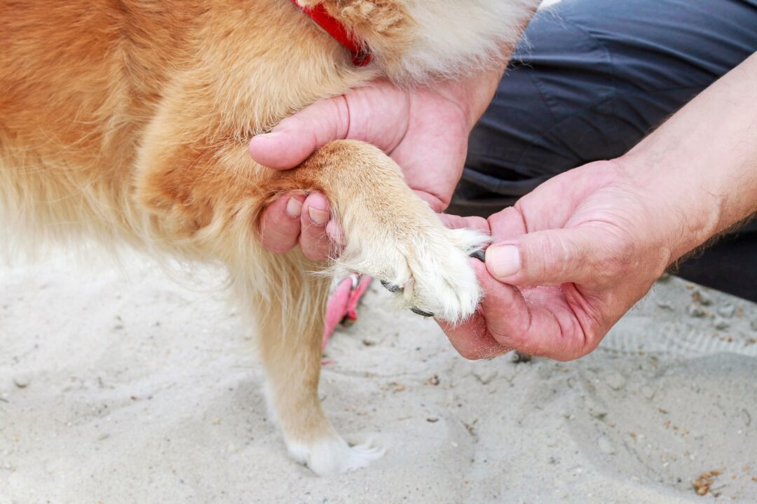 How to Treat a Dog Nail Separated From Quick (8 Easy Steps)