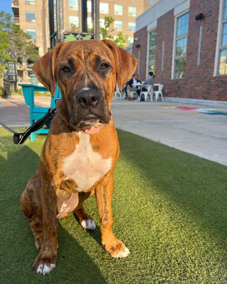 Pit Boxer Lab Mix Info, Pictures, Facts, FAQs & More