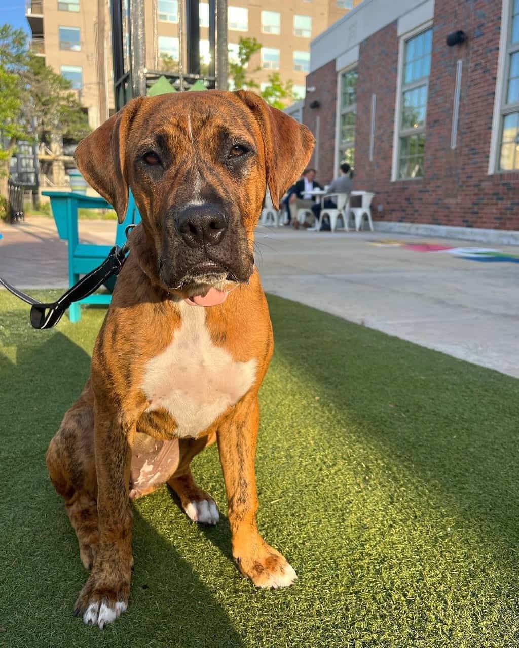 Pit Boxer Lab Mix Info, Pictures, Facts, FAQs & More