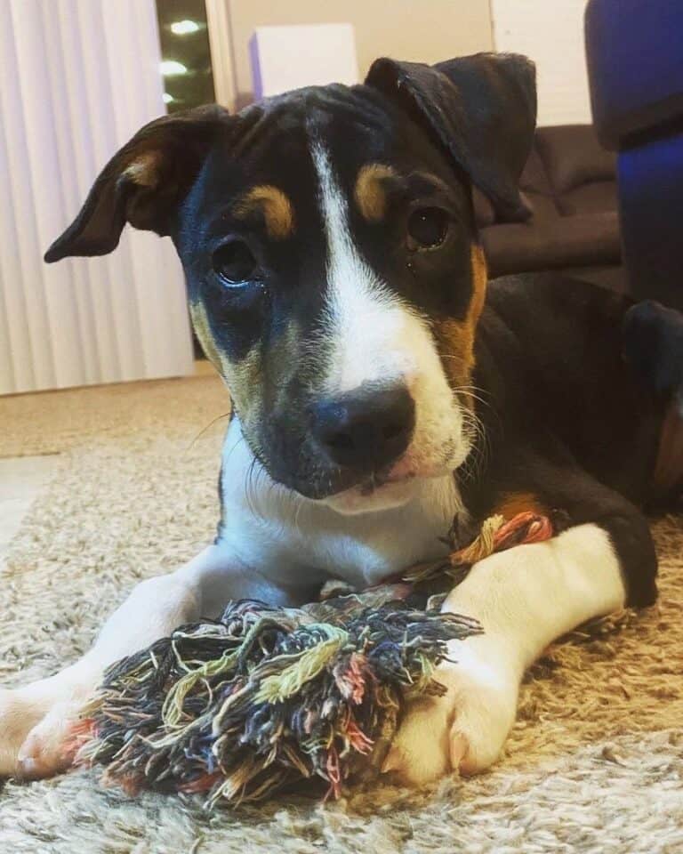 Pit Rat Terrier (Rat Terrier & Pitbull Mix) Info, Pictures, Facts, FAQs