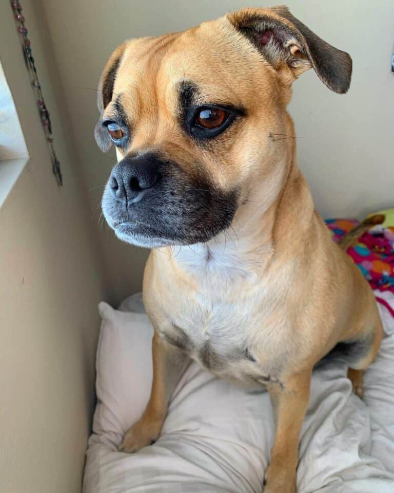 Pug Pit (Pitbull & Pug Mix) Info, Pictures, Facts, FAQs & More