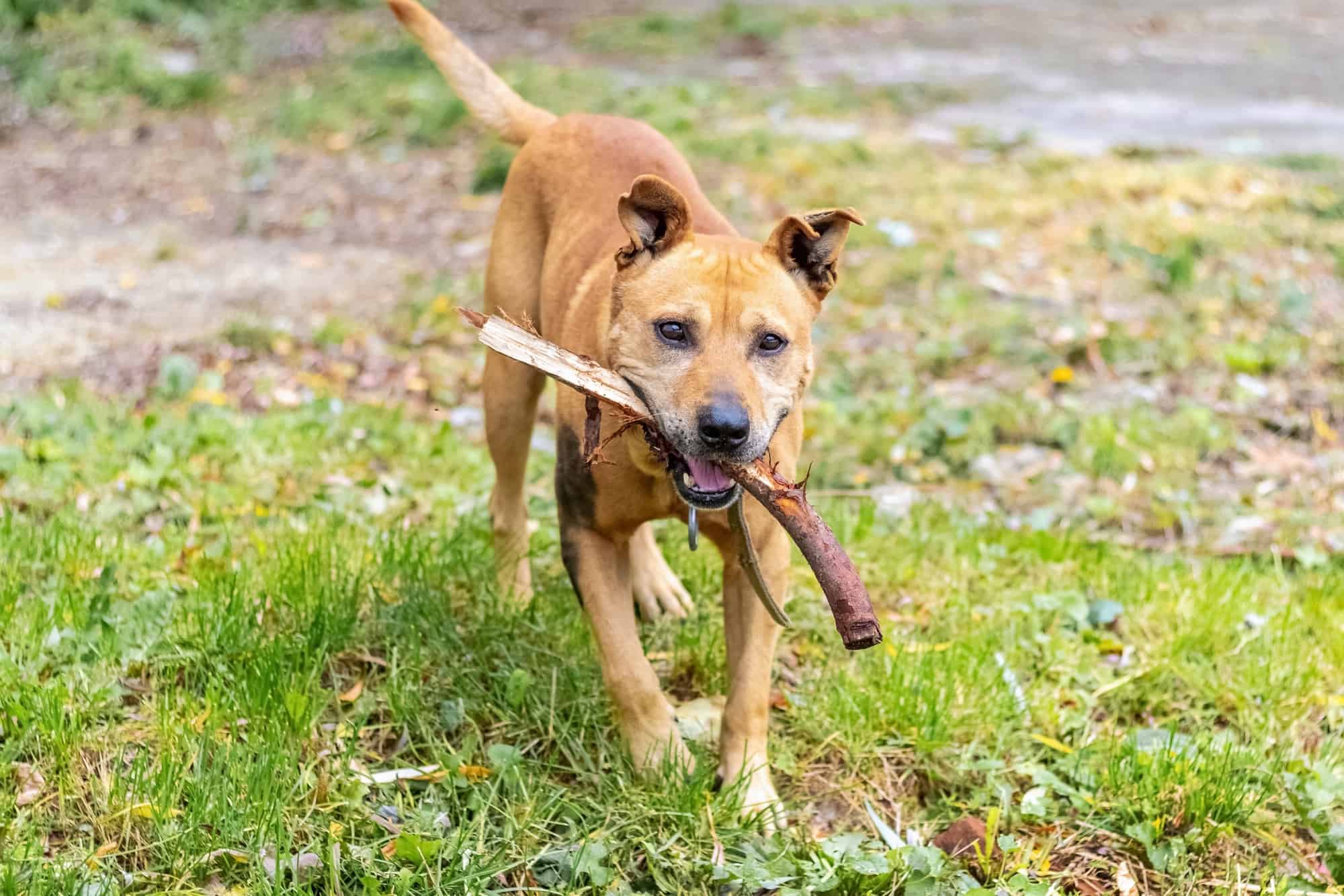 Do Pitbulls Have Lockjaw? Myths and Truth of Lockjaw in Pitbulls