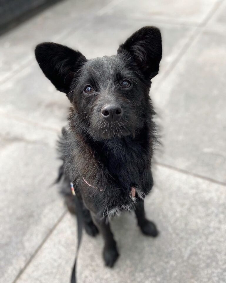 Poo Shi (Poodle & Shiba Inu Mix) Info, Pictures, Facts, FAQs & More