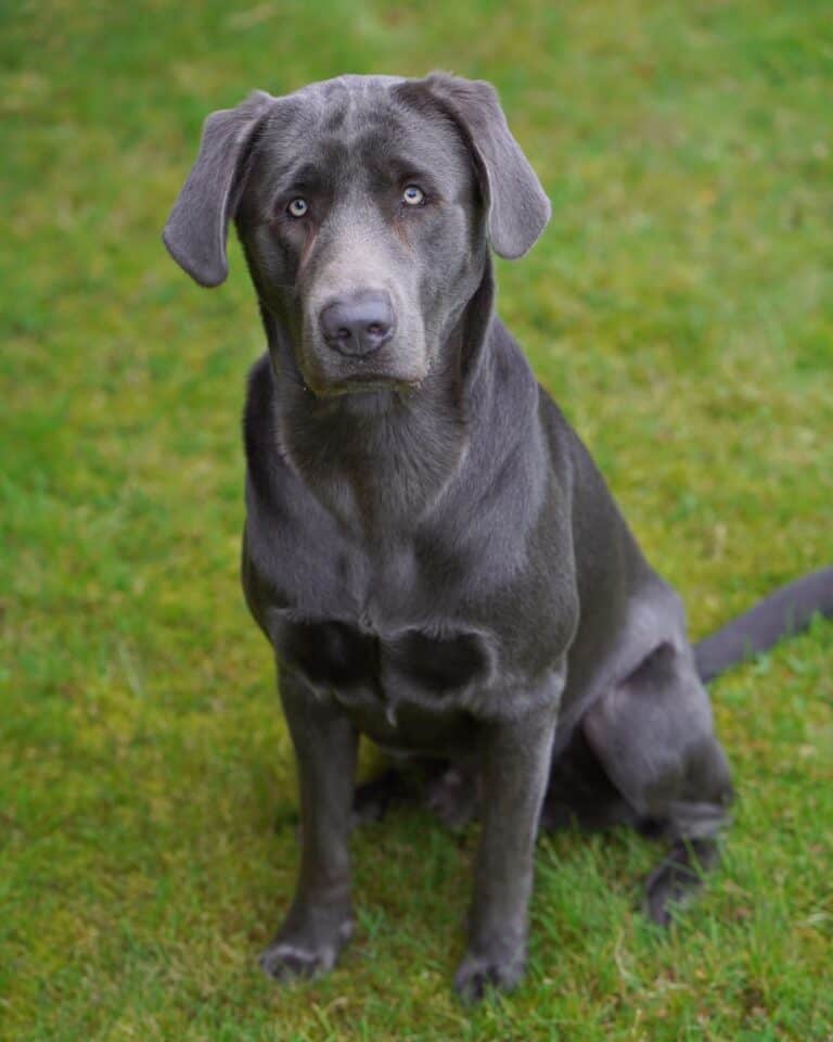 Charcoal Lab Facts, Health & FAQs (With Pictures)