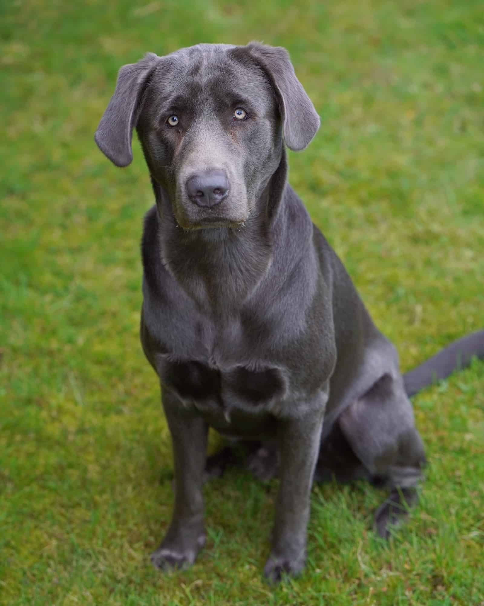 Charcoal Lab Facts, Health & FAQs (With Pictures)