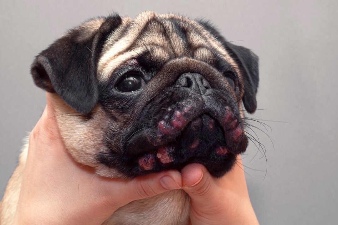 Crusty Scabs Around My Dog's Mouth (Causes, Treatment & Prevention)