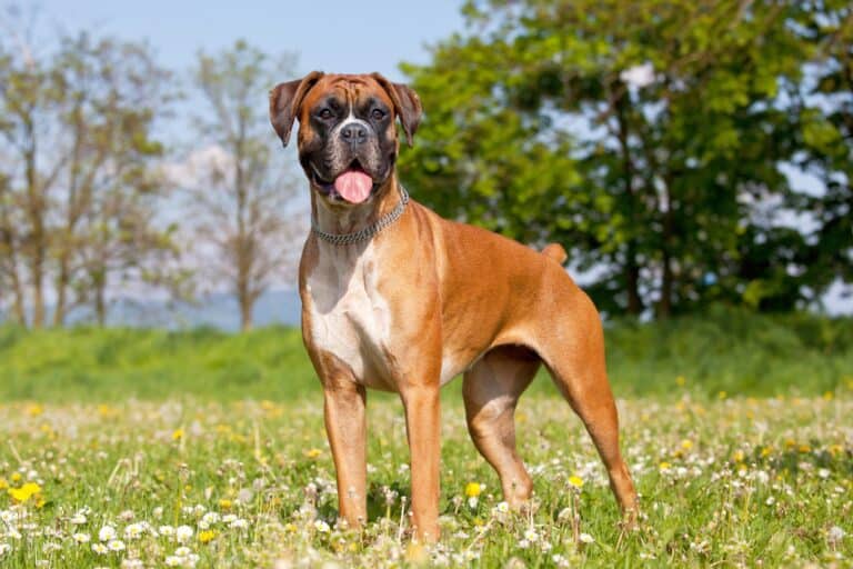 Why Are Boxers Tails Docked? Everything You Need to Know