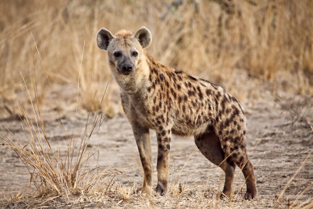 Are Hyenas Dogs or Cats or Something Else?