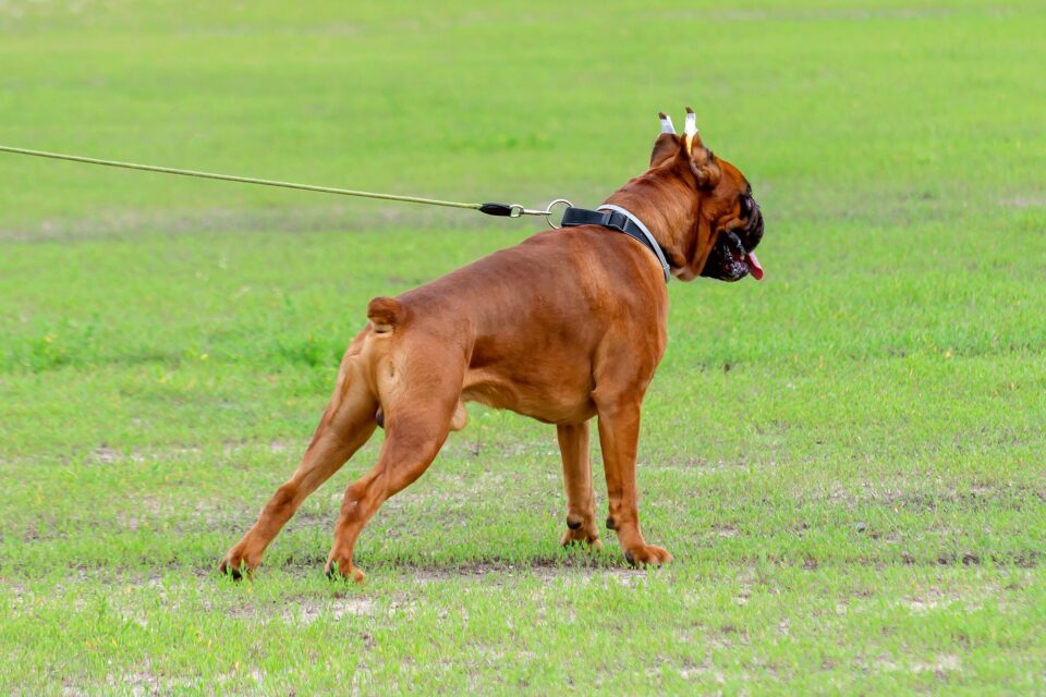 Why Are Boxers Tails Docked? Everything You Need to Know