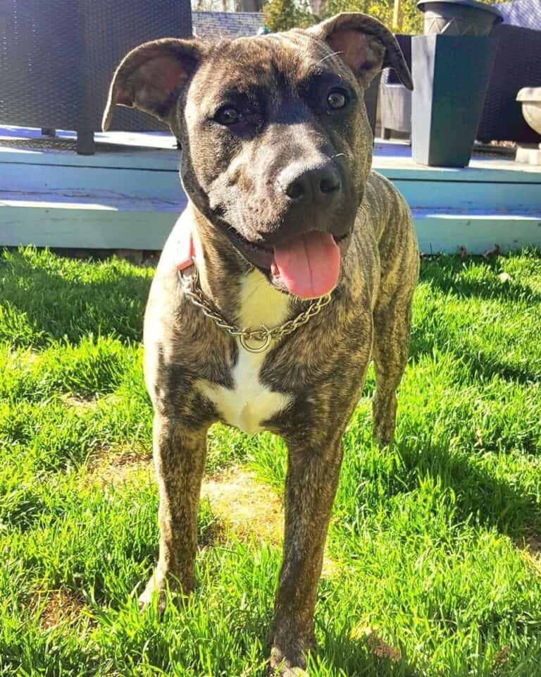 Presa Canario Pitbull Mix Info, Pictures, Facts, FAQs & More