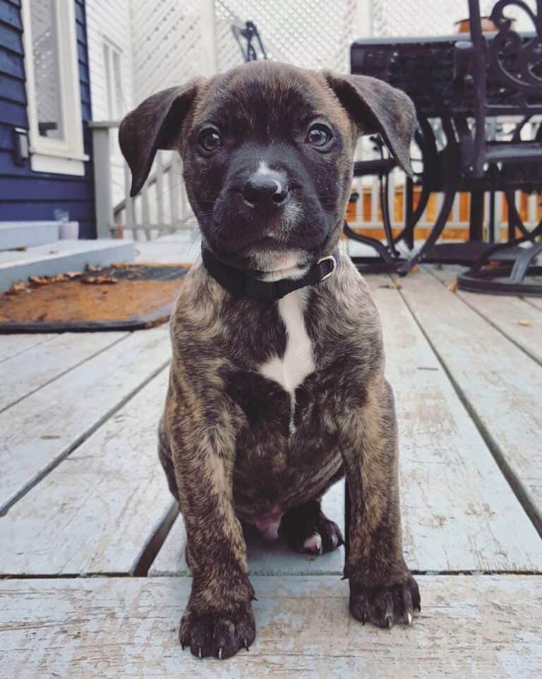 Presa Canario Pitbull Mix Info, Pictures, Facts, FAQs & More