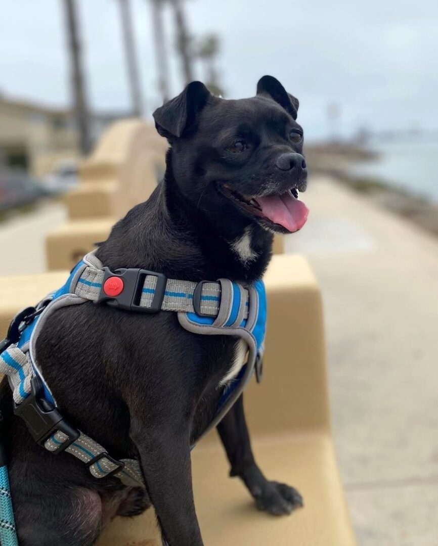 Pugador (Pug Lab Mix) Info, Pictures, Facts, FAQs & More