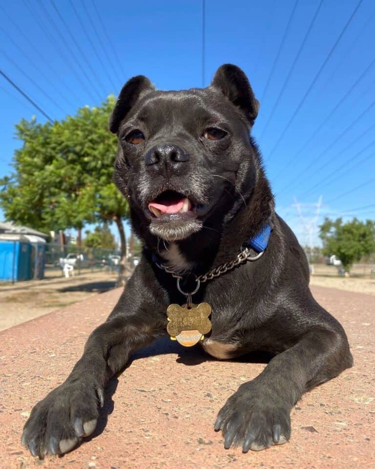 Pugador (Pug Lab Mix) Info, Pictures, Facts, FAQs & More