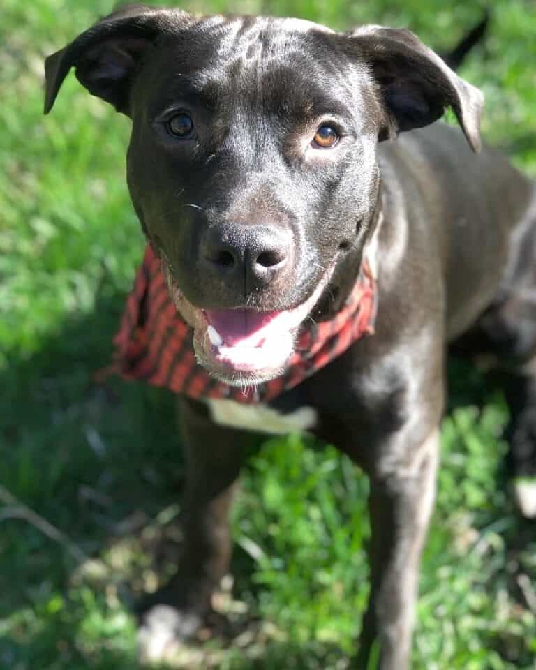 Bloodhound Pitbull Mix Info, Pictures, Facts, FAQs & More