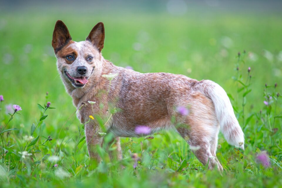 Red Heeler Dog Breed Info, Pictures, Facts, Puppy Price & FAQs