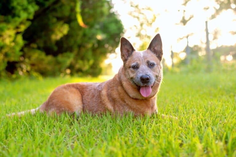Red Heeler Dog Breed Info, Pictures, Facts, Puppy Price & FAQs