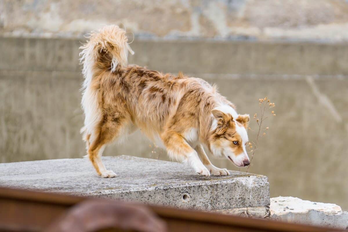 Red merle Border Collie on wreckage