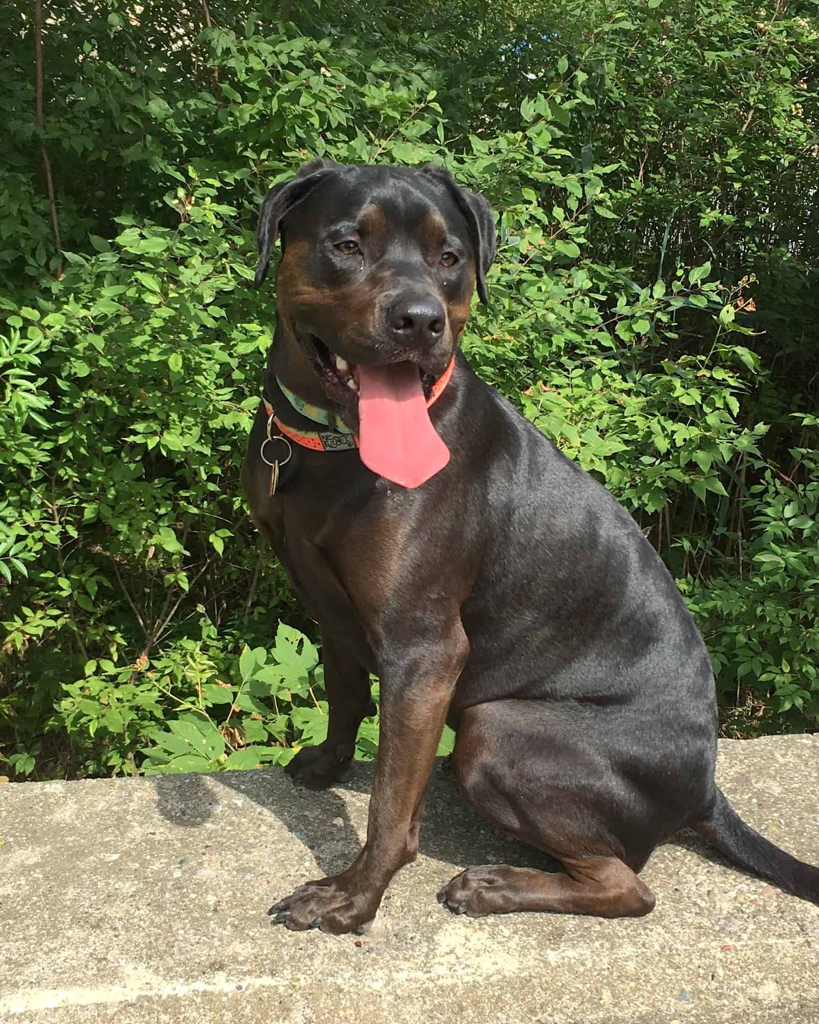 Mastweiler (Rottweiler & Mastiff Mix) Info, Pictures, Facts, FAQs & More