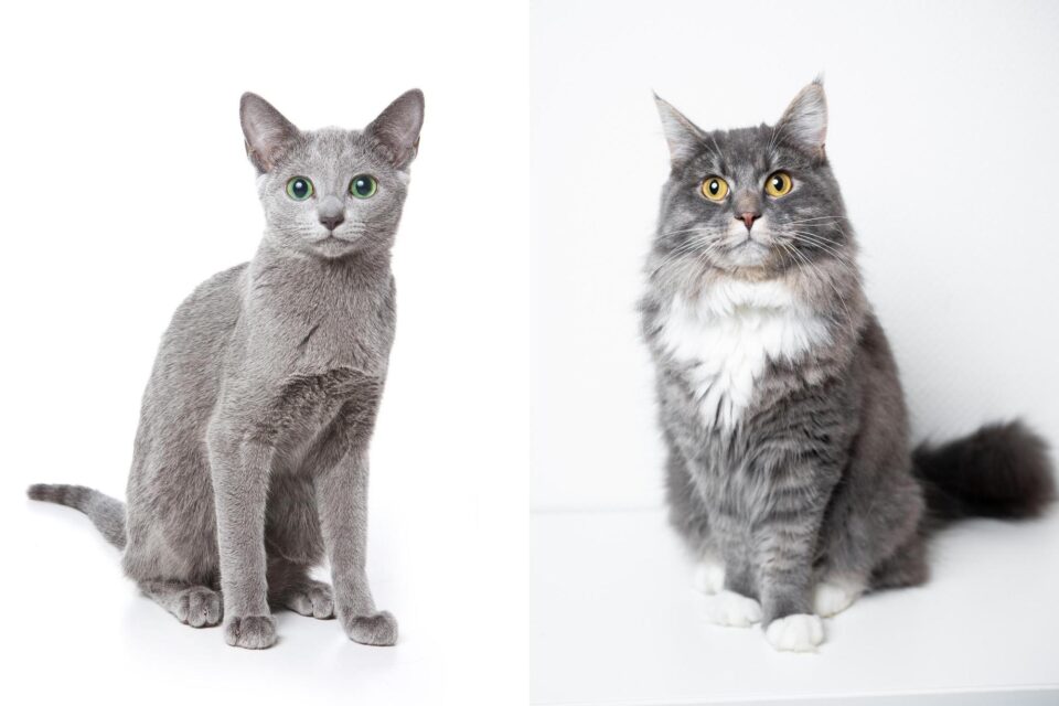 Russian Blue Maine Coon Mix Info, Pictures, Facts, FAQs & More