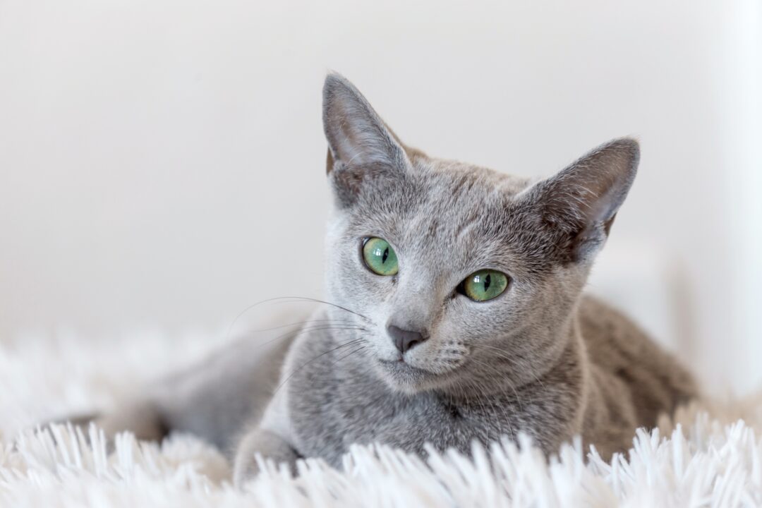 Are Russian Blue Cats Hypoallergenic? What You Need to Know