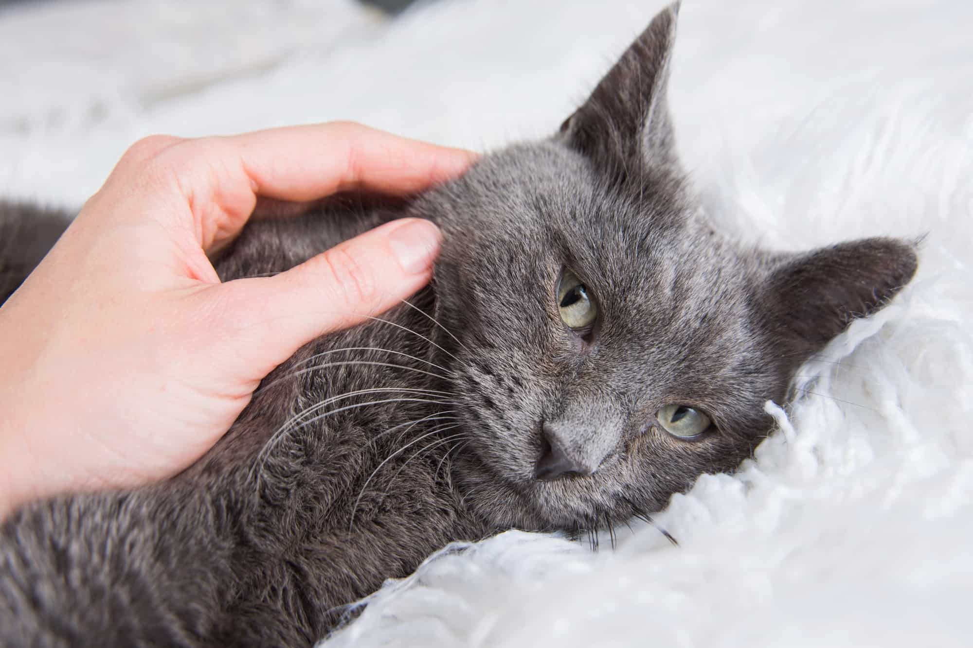 Are Russian Blue Cats Hypoallergenic? What You Need to Know