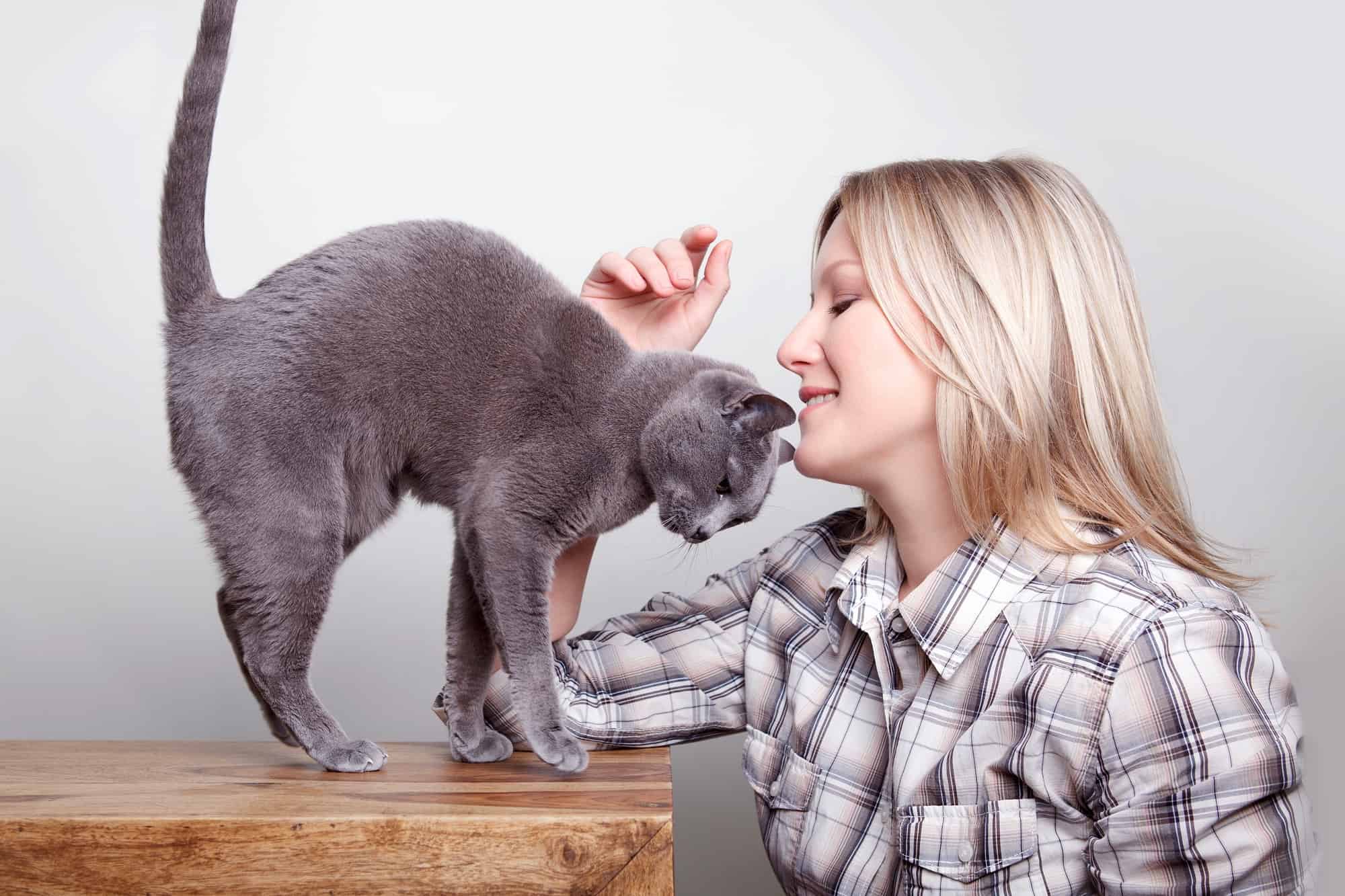 Are Russian Blue Cats Hypoallergenic? What You Need to Know