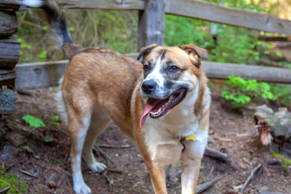 Saint Berhusky Saint Bernard Husky Mix